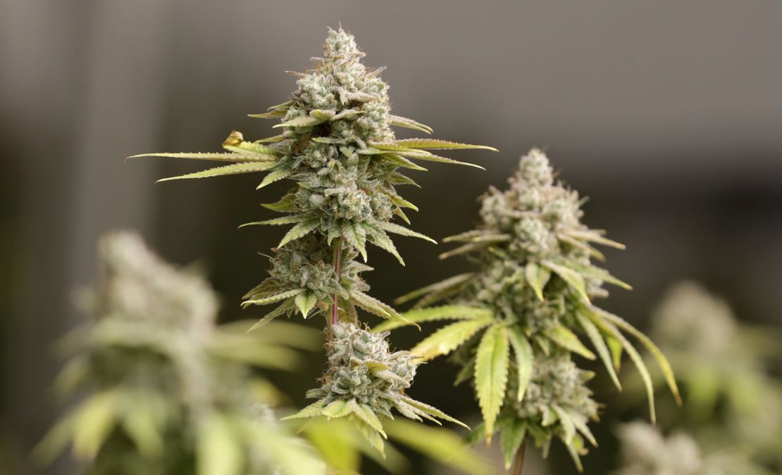 Marijuana buds ready for harvest rest on a plant at AT-CPC of Ohio, Monday, Jan. 28, 2019, in Akron, Ohio.